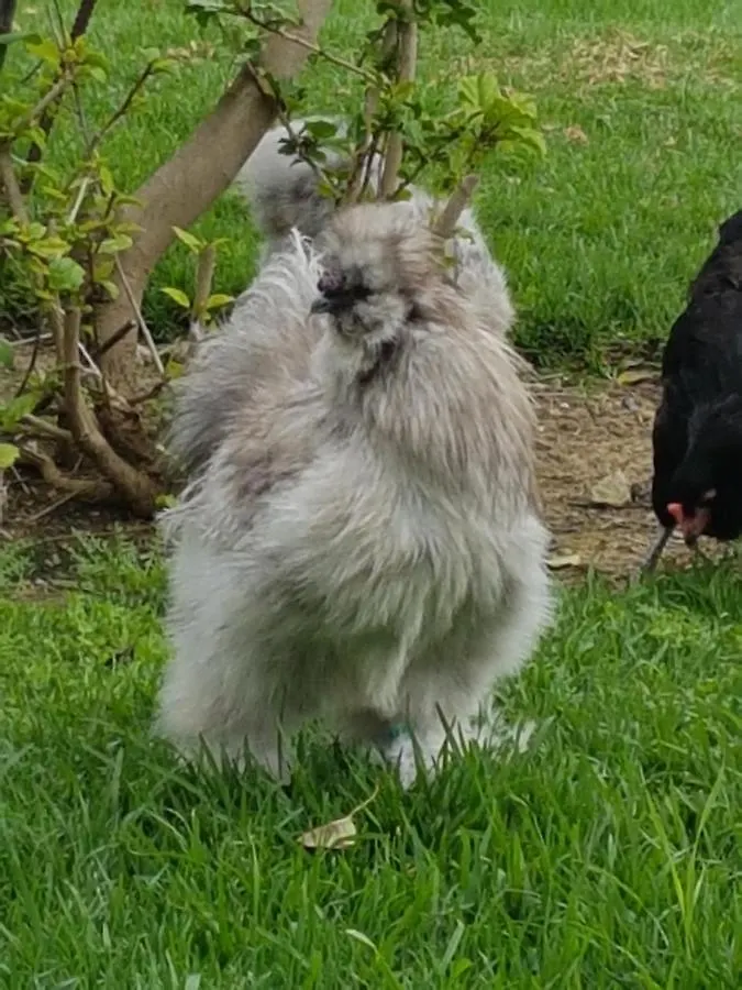 Finca La Gallina Blanca Alhaurín el Grande Сasa de vacaciones